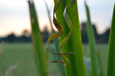 Close-up of lizard on leaf in field