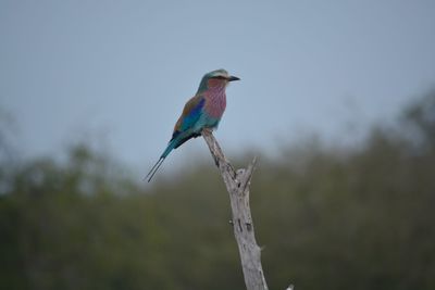 Close-up of bird perching on a plant