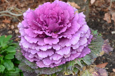 Close-up of flower