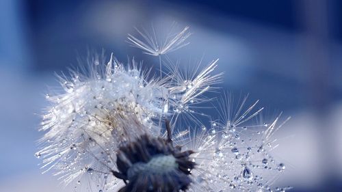 Close-up of dandelion on snow