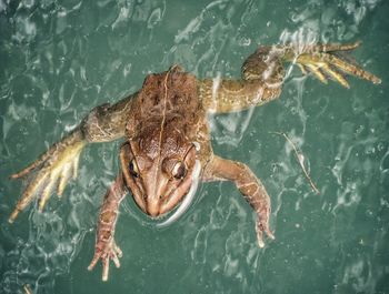 High angle view of turtle swimming in sea