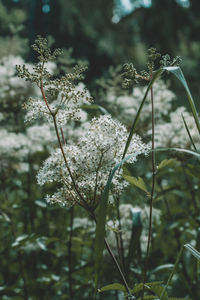 Close-up of flowering plant on field