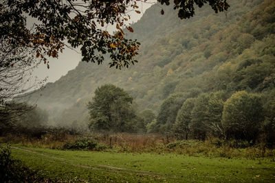 Scenic view of trees on field against mountain