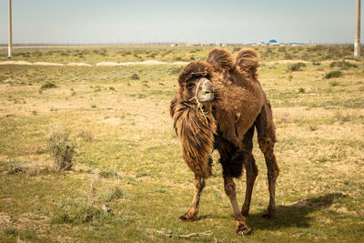 Wild camel standing to eat hay on a meadow .the most grueling animal in the world