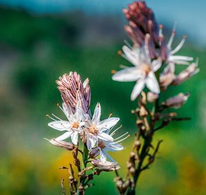 Close-up of flowers