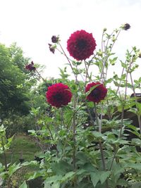 Low angle view of red flowers blooming against sky