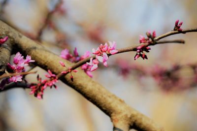 Close-up of pink flowers on branch