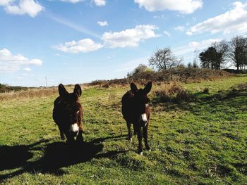 Horses standing on field against sky