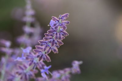 Close-up of purple flowering plant