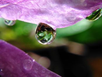 Close-up of water drops on flower