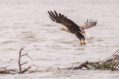 Bird flying over the sea