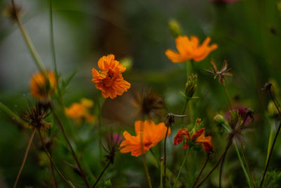 Close-up of orange cosmos flowers