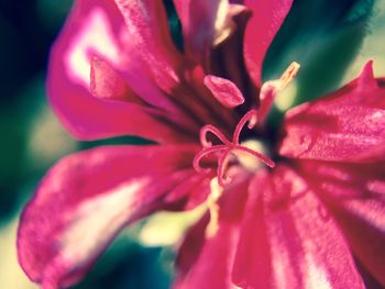 Close-up of pink flower