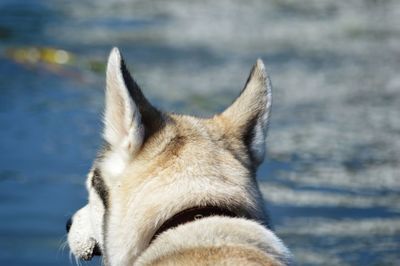 Close-up of dog looking away