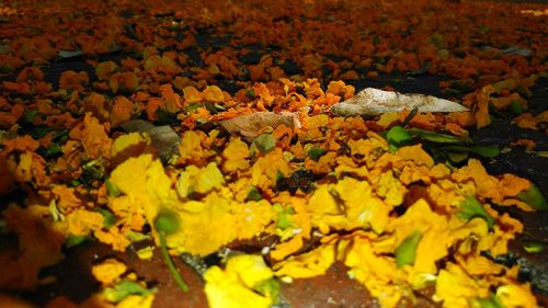 Close-up of yellow autumn leaves