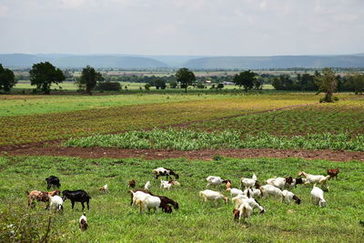 Flock of sheep on field