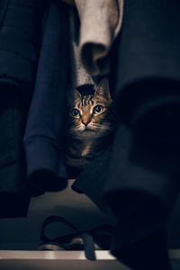 Funny scared tabby pet cat hiding in clothes at closet. cute surprised striped domestic animal