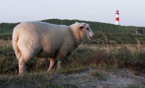 Sheep standing in a field