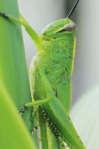 Close-up of insect on leaf