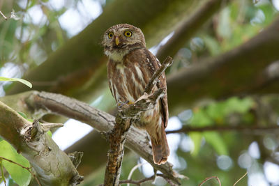 Bird perching on a branch