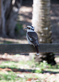 Close-up of woodpecker perching on fence