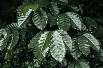 High angle view of leaves