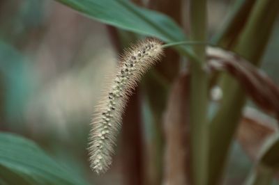 Close-up of plant in cornfield 