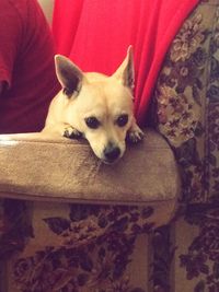 Portrait of a dog resting on sofa