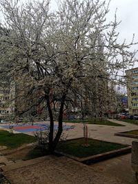 View of cherry blossom tree in park