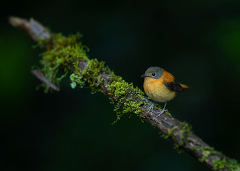 Close-up of bird perching on branch