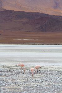 Flock of birds on the lake