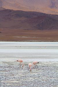 Flock of birds on the lake