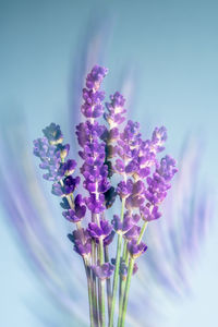 Close-up of purple flowering plant