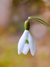 Close-up of white flowering plant