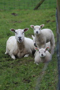 Portrait of sheep on field