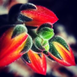 Close-up of red flowering plant