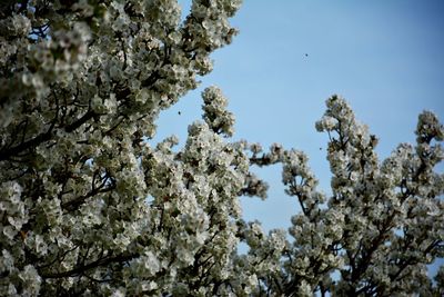 Low angle view of flowers against blue sky