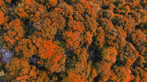 Full frame shot of autumn trees