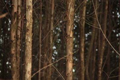 Bare trees in forest