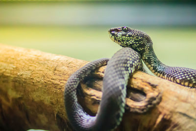 Close-up of lizard on wood