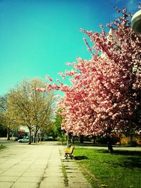 Cherry blossoms in park