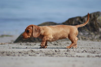 Side view of dog walking on land