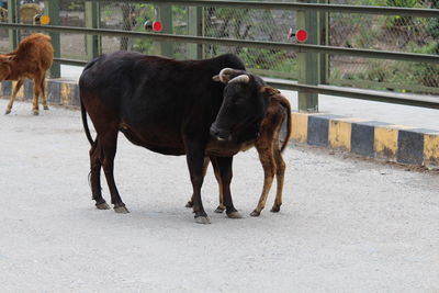 Cow is a very sacred animal in india, it represents wealth, health and growth.