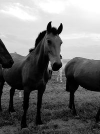 Horses standing in ranch