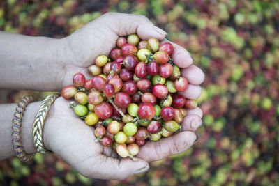 Close-up of woman holding coffee berries