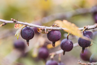 Close-up of berries growing on tree