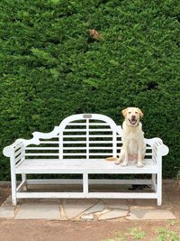 Dog sitting on bench in park