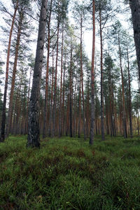 Trees in forest