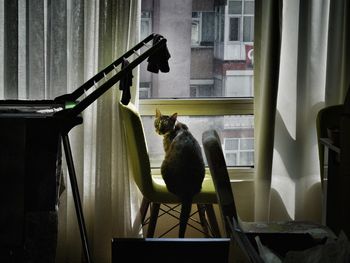 View of cat on table at home