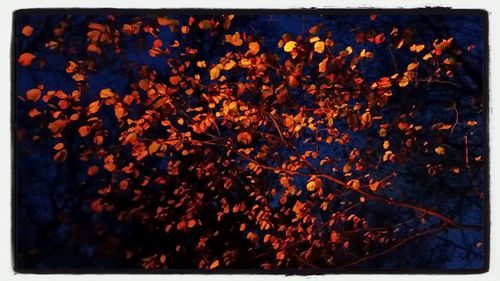 Full frame shot of orange leaf